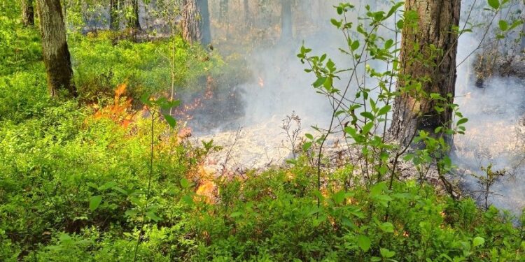 17.05.2024. Snochowice. Pożar lasu / Fot. mł. bryg. Mariusz Czapelski - Komenda Powiatowa Państwowej Straży Pożarnej w Końskich