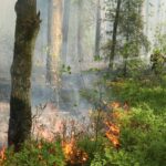 Olbrzymie niebezpieczeństwo pożarowe. Leśnicy cały czas dyżurują - Radio Kielce 17.05.2024. Snochowice. Pożar lasu / Fot. mł. bryg. Mariusz Czapelski - Komenda Powiatowa Państwowej Straży Pożarnej w Końskich