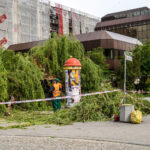 10.05.2024. Kielce. Przewrócone drzewo dawnym budynku Uniwersytetu Jana Kochanowskiego / Fot. Urząd Miasta Kielce