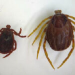 Kleszcz afrykański Hyalomma ma odpowiednie warunki do życia na 60 proc. Polski