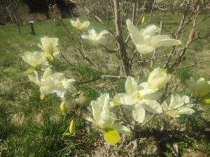 Piękne kwiaty, ale i przydatne zioła. Arboretum w Marculach czeka na zwiedzających - Radio Kielce