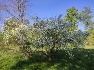 Piękne kwiaty, ale i przydatne zioła. Arboretum w Marculach czeka na zwiedzających - Radio Kielce