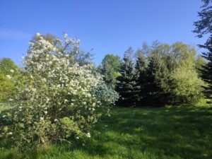 Piękne kwiaty, ale i przydatne zioła. Arboretum w Marculach czeka na zwiedzających - Radio Kielce