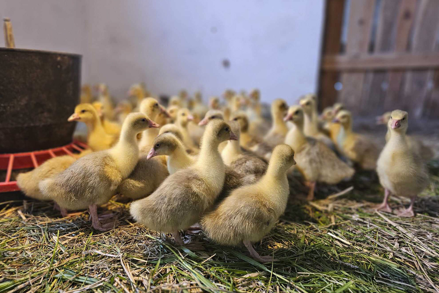 Hodowla gęsi coraz popularniejsza. Dlaczego? 2 Hodowla gęsi coraz popularniejsza. Dlaczego?