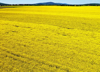 Najbardziej opłacalna sprzedaż rzepaku, kukurydzy i soi
