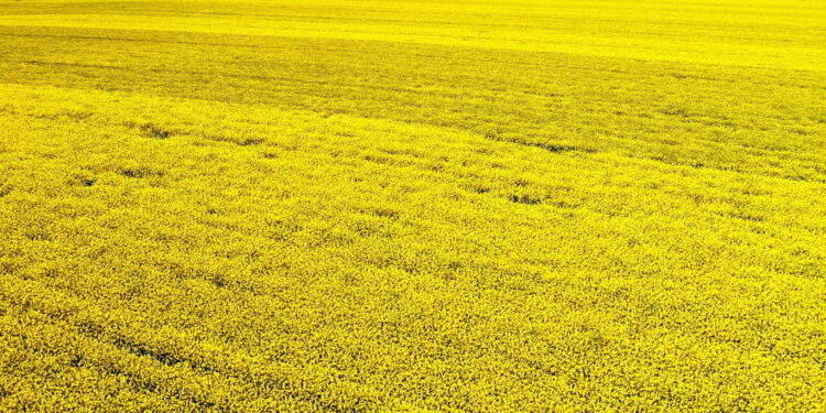 Najbardziej opłacalna sprzedaż rzepaku, kukurydzy i soi
