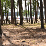 21.05.2024. Sielpia. Zalew / Fot. Magdalena Galas-Klusek – Radio Kielce