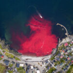 Wyspy Owcze / Fot. Kuba Witek