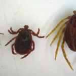 Na zdjęciu (od lewej) polskie kleszcze: kleszcz pospolity i kleszcz łąkowy oraz afrykański kleszcz Hyalomma (Monster tick) / Fot. dr Dorota Dwużnik-Szarek