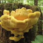 Na zdjęciu żółciak siarkowy. / Fot. Nadleśnictwo Stare Jabłonki