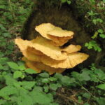 Na zdjęciu żółciak siarkowy. / Fot. Nadleśnictwo Stare Jabłonki