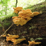 Na zdjęciu żółciak siarkowy. / Fot. Nadleśnictwo Stare Jabłonki