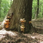 Na zdjęciu żółciak siarkowy. / Fot. Nadleśnictwo Stare Jabłonki