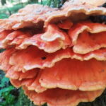 W lasach jest już żółciak siarkowy. Ten grzyb smakuje jak kurczak w panierce