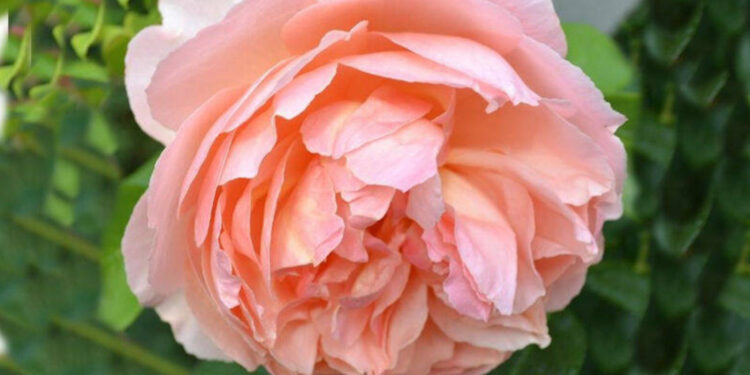 Peonia brzoskwiniowa / Fot. Agrocentrum