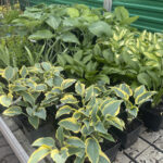 2.05.2024. Kielce. Agrocentrum / Fot. Monika Miller - Radio Kielce