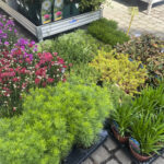 Pogoda sprzyja pracom w ogrodzie. Kielczanie w sklepach ogrodniczych szukają nie tylko kwiatów