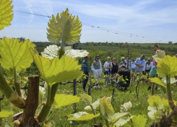 Sandomierskie winnice otwarte dla wszystkich gości