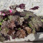 01.06.2024. Sandomierz. Nasadzenia letnich kwiatów w ozdobnych donicach / Fot. Grażyna Szlęzak - Radio Kielce