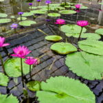 Muzyczne podróże. Japonia / Fot. Mirosław Lubarski