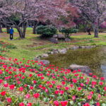 Muzyczne podróże. Japonia / Fot. Mirosław Lubarski