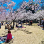 Muzyczne podróże. Japonia / Fot. Mirosław Lubarski