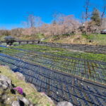 Muzyczne podróże. Japonia / Fot. Mirosław Lubarski