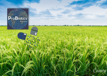 Jak działają probiotyki dla gleby, roślin i zwierząt? / grafika Canva