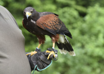 Sokół, płomykówka, jastrząb i myszołów także w naszych lasach - Radio Kielce Sokół, płomykówka, jastrząb i myszołów także w naszych lasach