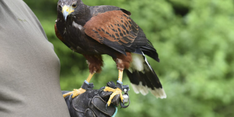 Sokół, płomykówka, jastrząb i myszołów także w naszych lasach