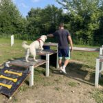 Sandomierskie psy mają swój pierwszy wybieg - Radio Kielce Sandomierskie psy mają swój pierwszy wybieg