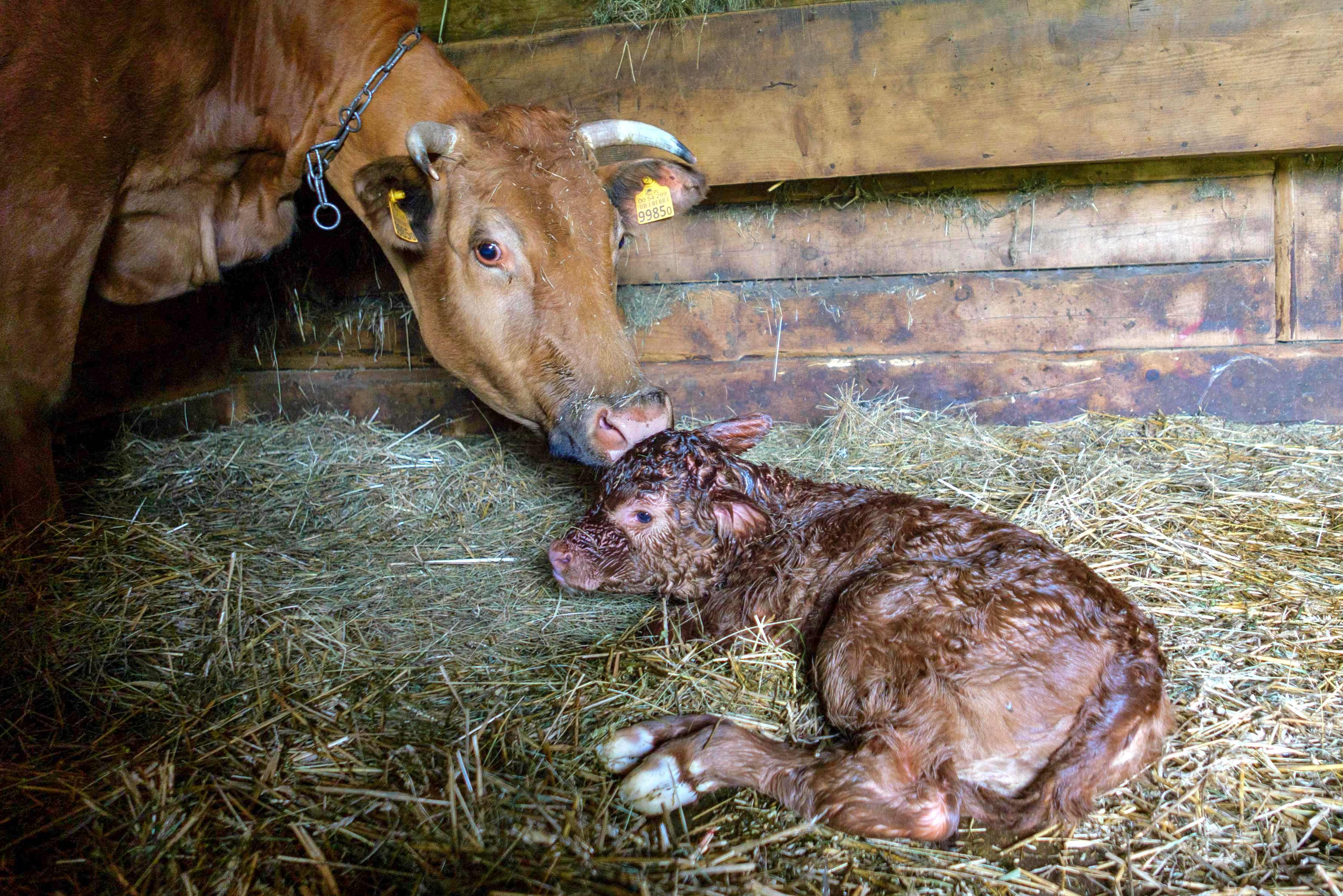 W Tokarni pojawiła się najmłodsza mieszkanka skansenu