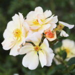 23.06.2024. Kielce. Ogród Botaniczny. Święto Róż / Fot. Wiktor Taszłow - Radio Kielce