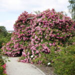 23.06.2024. Kielce. Ogród Botaniczny. Święto Róż / Fot. Wiktor Taszłow - Radio Kielce