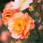 23.06.2024. Kielce. Ogród Botaniczny. Święto Róż / Fot. Wiktor Taszłow - Radio Kielce