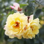 23.06.2024. Kielce. Ogród Botaniczny. Święto Róż / Fot. Wiktor Taszłow - Radio Kielce