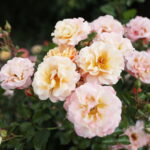 23.06.2024. Kielce. Ogród Botaniczny. Święto Róż / Fot. Wiktor Taszłow - Radio Kielce