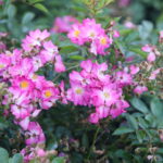 23.06.2024. Kielce. Ogród Botaniczny. Święto Róż / Fot. Wiktor Taszłow - Radio Kielce