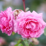 23.06.2024. Kielce. Ogród Botaniczny. Święto Róż / Fot. Wiktor Taszłow - Radio Kielce