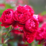 23.06.2024. Kielce. Ogród Botaniczny. Święto Róż / Fot. Wiktor Taszłow - Radio Kielce