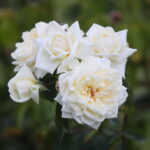 23.06.2024. Kielce. Ogród Botaniczny. Święto Róż / Fot. Wiktor Taszłow - Radio Kielce