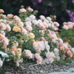 23.06.2024. Kielce. Ogród Botaniczny. Święto Róż / Fot. Wiktor Taszłow - Radio Kielce