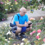 23.06.2024. Kielce. Ogród Botaniczny. Święto Róż / Fot. Wiktor Taszłow - Radio Kielce