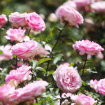 23.06.2024. Kielce. Ogród Botaniczny. Święto Róż / Fot. Wiktor Taszłow - Radio Kielce