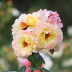 23.06.2024. Kielce. Ogród Botaniczny. Święto Róż / Fot. Wiktor Taszłow - Radio Kielce