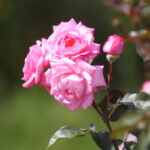 23.06.2024. Kielce. Ogród Botaniczny. Święto Róż / Fot. Wiktor Taszłow - Radio Kielce