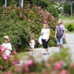 23.06.2024. Kielce. Ogród Botaniczny. Święto Róż / Fot. Wiktor Taszłow - Radio Kielce
