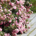 23.06.2024. Kielce. Ogród Botaniczny. Święto Róż / Fot. Wiktor Taszłow - Radio Kielce