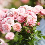 23.06.2024. Kielce. Ogród Botaniczny. Święto Róż / Fot. Wiktor Taszłow - Radio Kielce