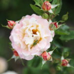 23.06.2024. Kielce. Ogród Botaniczny. Święto Róż / Fot. Wiktor Taszłow - Radio Kielce